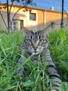 Photo de galerie - Un de mes chats :)