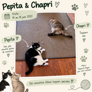 Photo de galerie - Garde chat