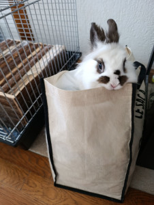 Photo de galerie - Ici une lapine est de sortie 