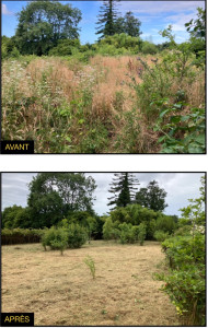 Photo de galerie -  nettoyage jardin