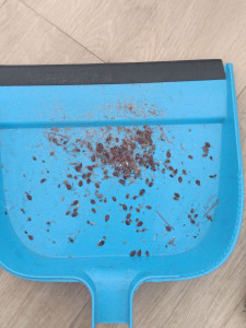 Photo de galerie - Récolte de punaises de lit infestation élevée 