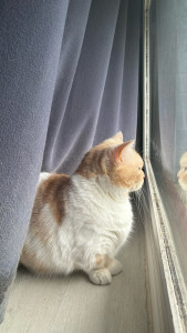 Photo de galerie - Garde chat