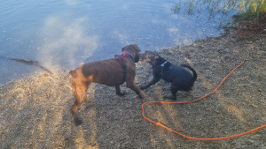 Photo de galerie - Garde chien