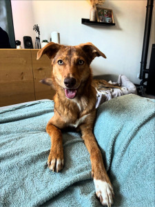 Photo de galerie - Joy Joy ma chienne 