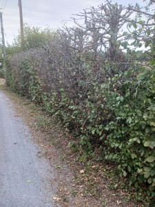 Photo de galerie - Je taille des haies .