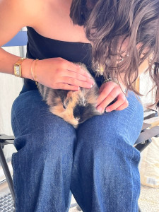Photo de galerie - Je rend visite régulièrement à des chats, j’ai eu un petit lapin, je connais alors leur besoins. j’aime m’occuper des animaux 