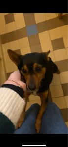 Photo de galerie - Garde chien