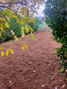 Photo de galerie - Motobineuse après