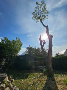 Photo de galerie - Abattage d'un arbre dépérissant.