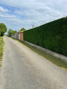 Photo de galerie - Taille de haie 