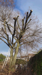 Photo de galerie - Elagage et coupe d'arbres