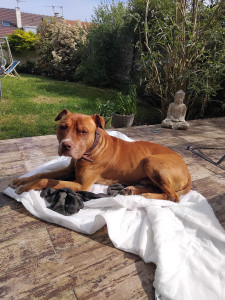 Photo de galerie - Garde chiens et chats toutes races