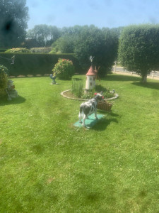 Photo de galerie - Tonte pelouse 