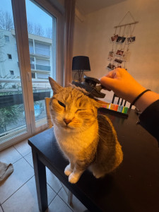 Photo de galerie - Garde chat