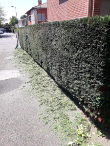 Photo de galerie - Taille de haies et d'arbustes