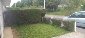 Photo de galerie - Taille de haies et d'arbustes