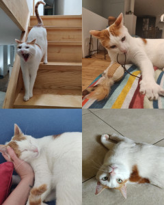 Photo de galerie - Un peu dur pour Pollux de se faire réveiller par ma visite matinale. Pollux est un chat que j'ai gardé de nombreuses fois pendant près de 2 ans, nous avons tissé une magnifique relation d'amour !