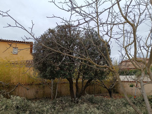 Photo de galerie - Rabattage de chêne sur 2 mettres avec mise en forme de boule pour une esthétique soignée. 