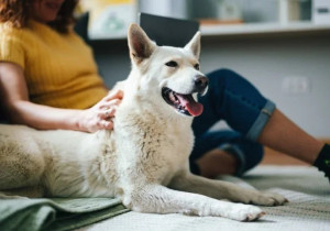 Photo de galerie - Garde animaux