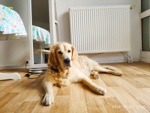 Photo de galerie - Garde de Good Boy - Newton chez-nous ❤️
Golden Retriever 