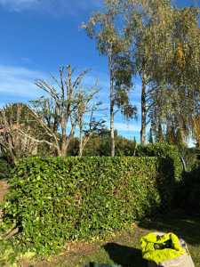 Photo de galerie - Taille de haies et d'arbustes