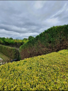 Photo de galerie - Taille de haie. environ 1,50m enlevé dessus. 