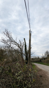 Photo de galerie - Elagage et coupe d'arbres