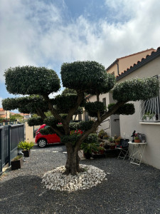 Photo de galerie - Taille d’Olivier ( après )