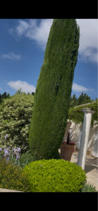 Photo de galerie - Elagage et coupe d'arbres
