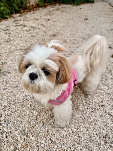 Photo de galerie - Ora, adorable petite Shih Tzu pleine de douceur 