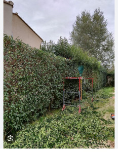 Photo de galerie - Taille d'arbres 