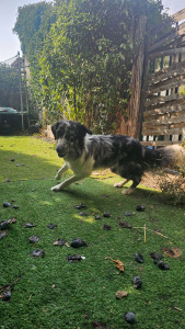 Photo de galerie - Garde chien