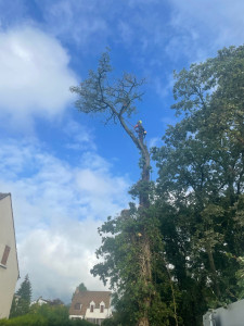 Photo de galerie - Réalisation dû démontage d’un arbre 