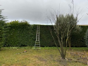 Photo de galerie - Taille de haie 