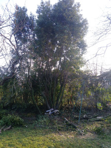 Photo de galerie - Abattage de lauriers 