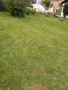 Photo de galerie - Tonte de pelouse - Débroussaillage