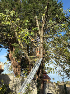 Photo de galerie - Réalisation faite au Tréport, élagage d’arbres, coupe de tête