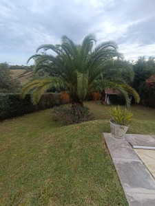 Photo de galerie - Elagage et coupe d'arbres