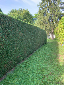 Photo de galerie - Taillage des haies 