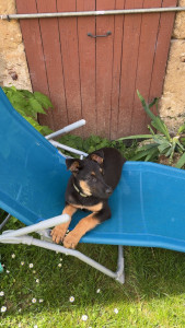 Photo de galerie - Pet-sitter