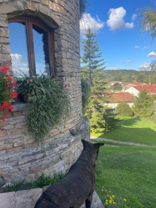 Photo de galerie - Garde chien