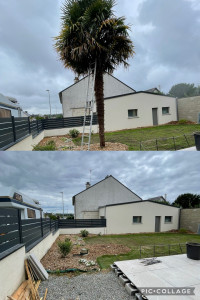 Photo de galerie - Abattage palmier 