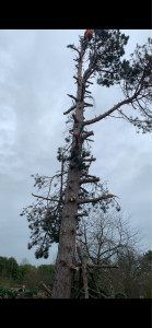 Photo de galerie - Elagage et coupe d'arbres