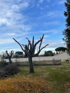 Photo de galerie - Elagage d’un saule 