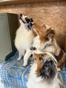 Photo de galerie - Garde animaux