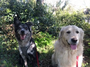 Photo de galerie - Garde chien