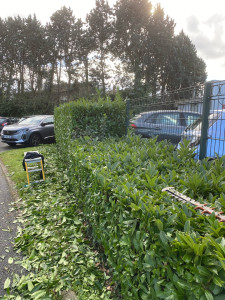 Photo de galerie - Taille de haies et d'arbustes