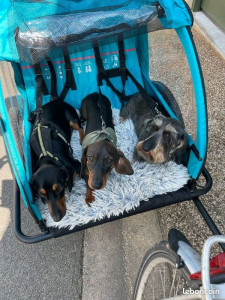 Photo de galerie - Nos petits pensionnaires en balade à vélo