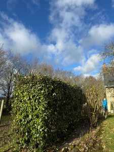 Photo de galerie - Taille de haies et d'arbustes