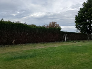 Photo de galerie - Taille de haies et d'arbustes